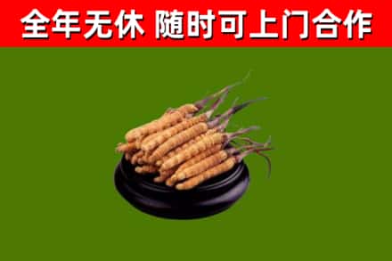 都匀市回收散虫草